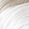 royaltencel_white_1_lgjpg